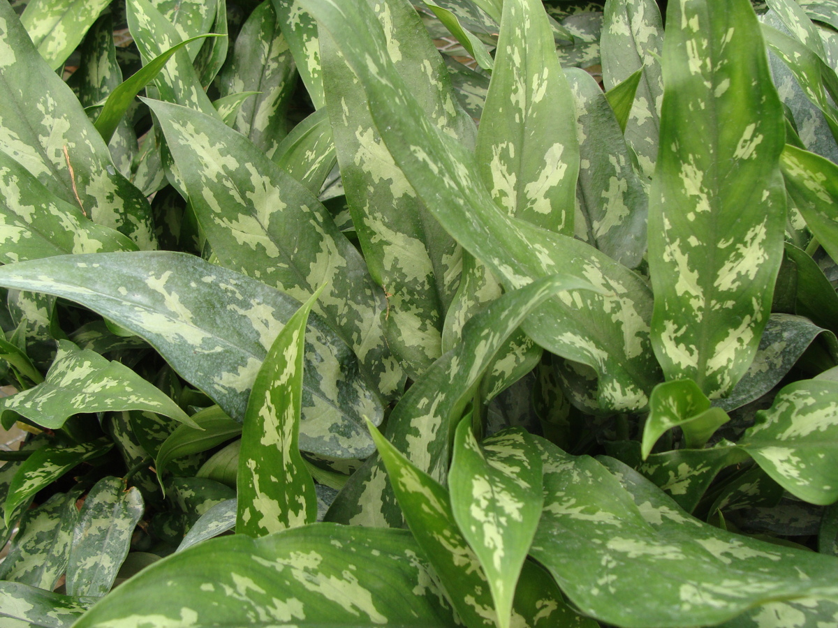 Aglonema Plant